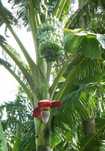 Bananowiec musa balbisiana +GRATISY