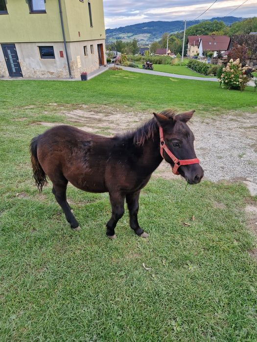 Sprzedam ogiereka kucyka.