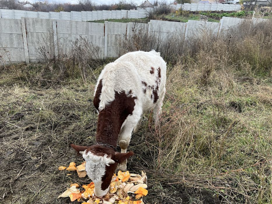 Продам быка живым весом