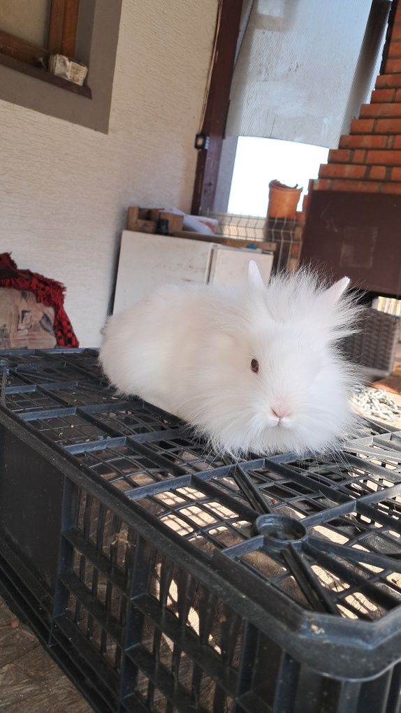 miniaturki lewki