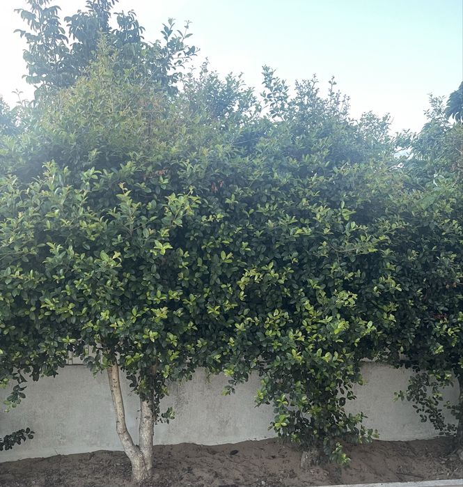 Sebes Eugenias em arbustos