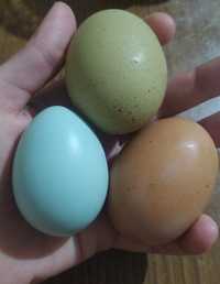 Інкубаційне яйце "великодніх курей", Маран, Амераукана, помісні