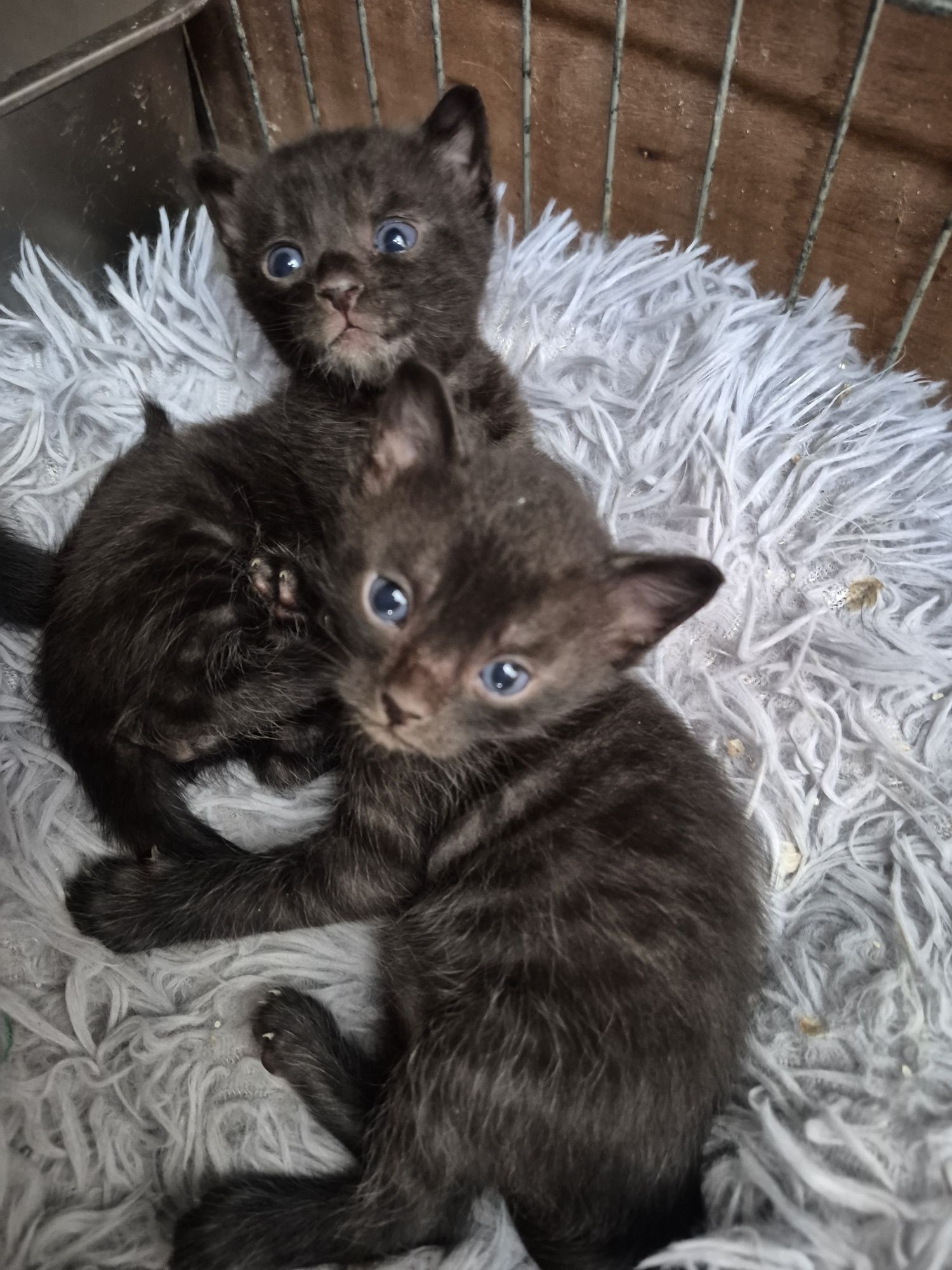 Bengal charcoal unico