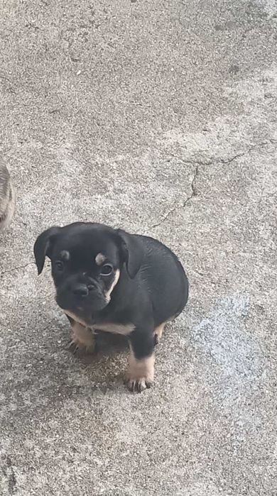 Bulldog francês fêmea cor black tan