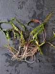 Zwartka Cryptocoryne wendtii lub bronze