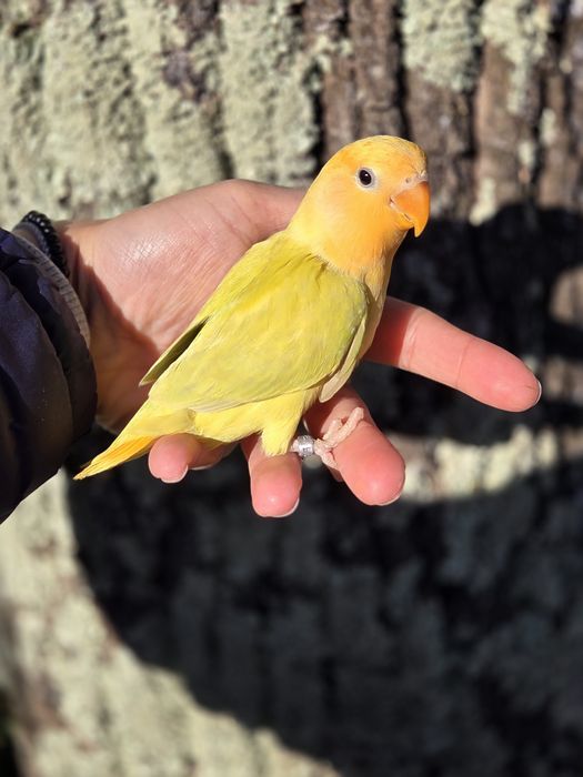 Agapornis Domesticados