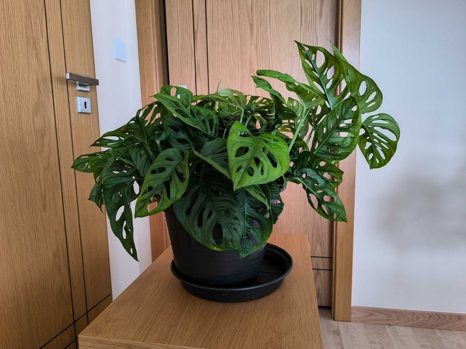 Costela-de-Adão Mini – com Folhagem Densa e Exuberante