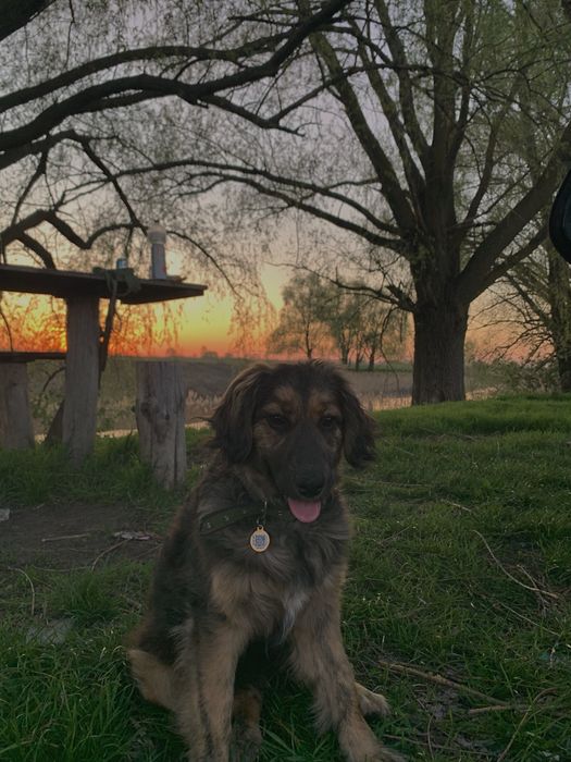 Віддам собаку в Добрі Руки