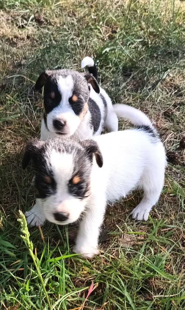 Suczka Jack Russell terrier