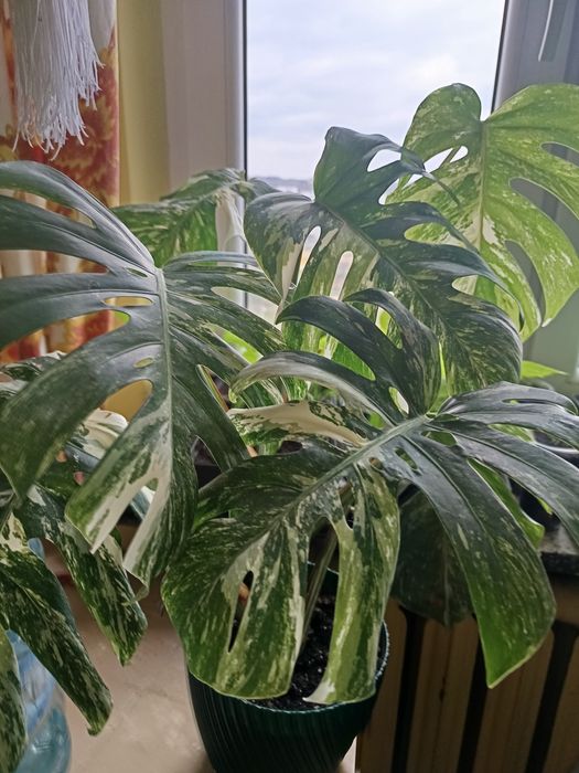 Monstera Variegata