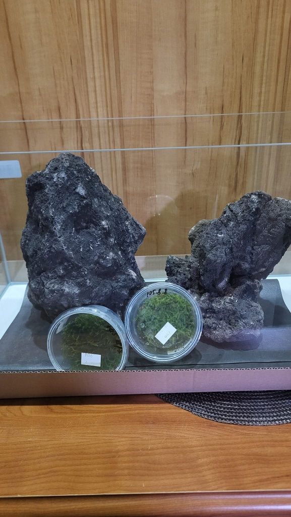 Aranżacja akwarium