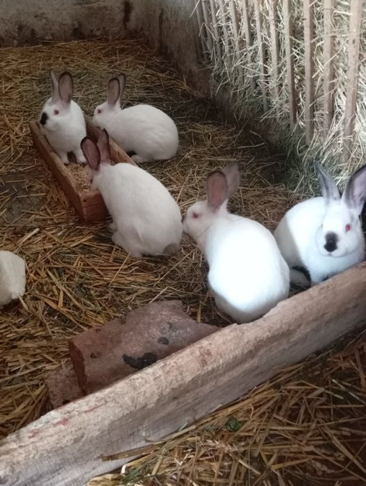 Króliki kalifornijskie