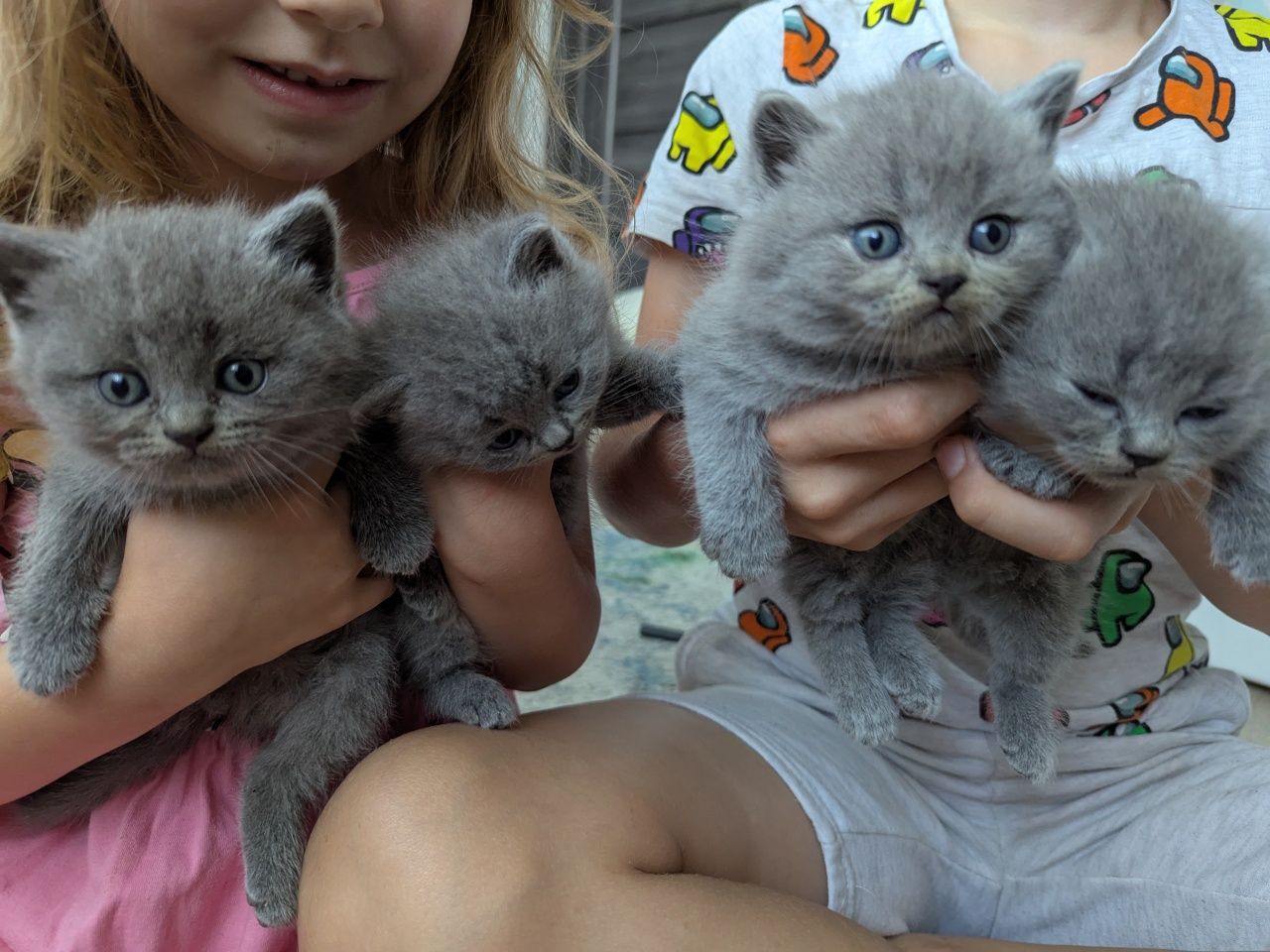 Чистокровні прямовухі британські котики, кошенята британці