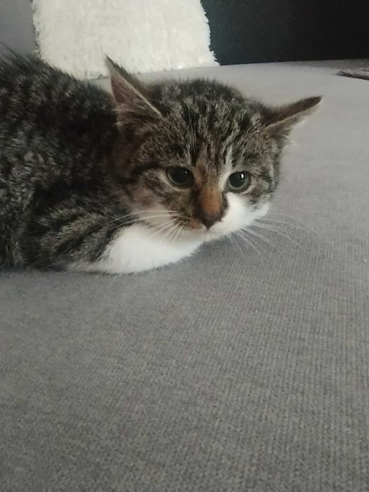 Mały kotek szuka domu