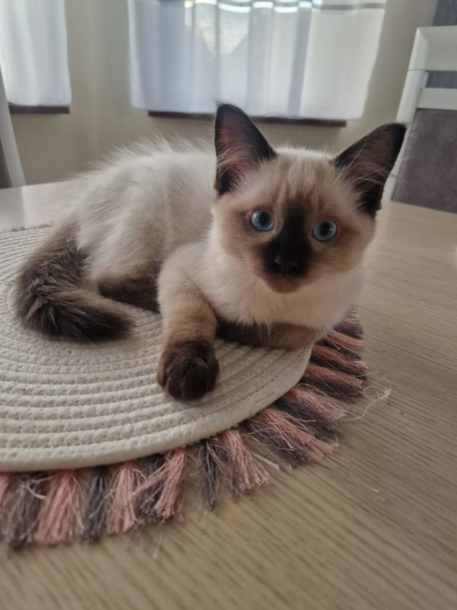Kocurek kotki Ragdoll rodowód FPL