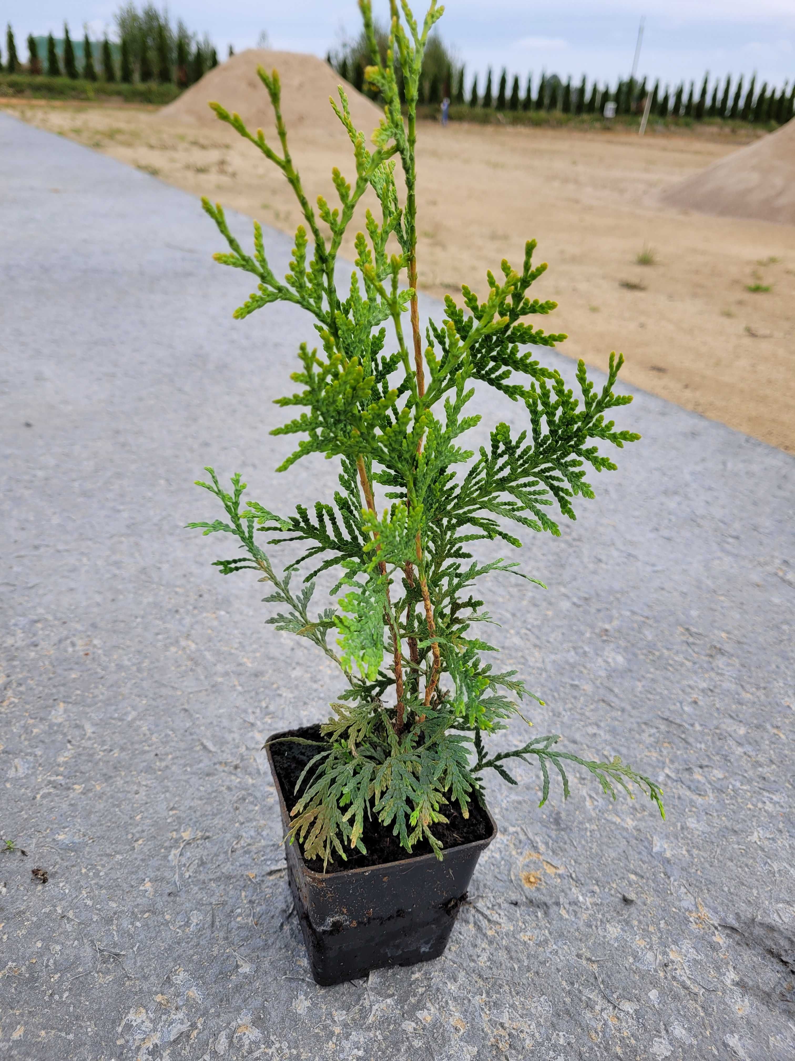 Tuja BRABANT doniczka 0,5l od 20 do 40 cm MOŻLIWA WYSYŁKA