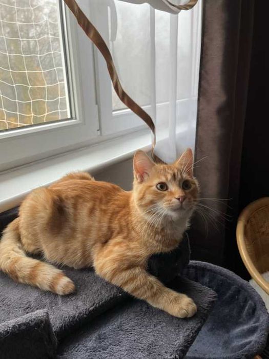 Szukamy ciepłego domku dla kocurka