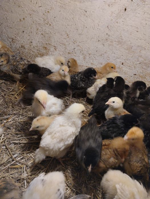 Sprzedam Pisklęta Mix