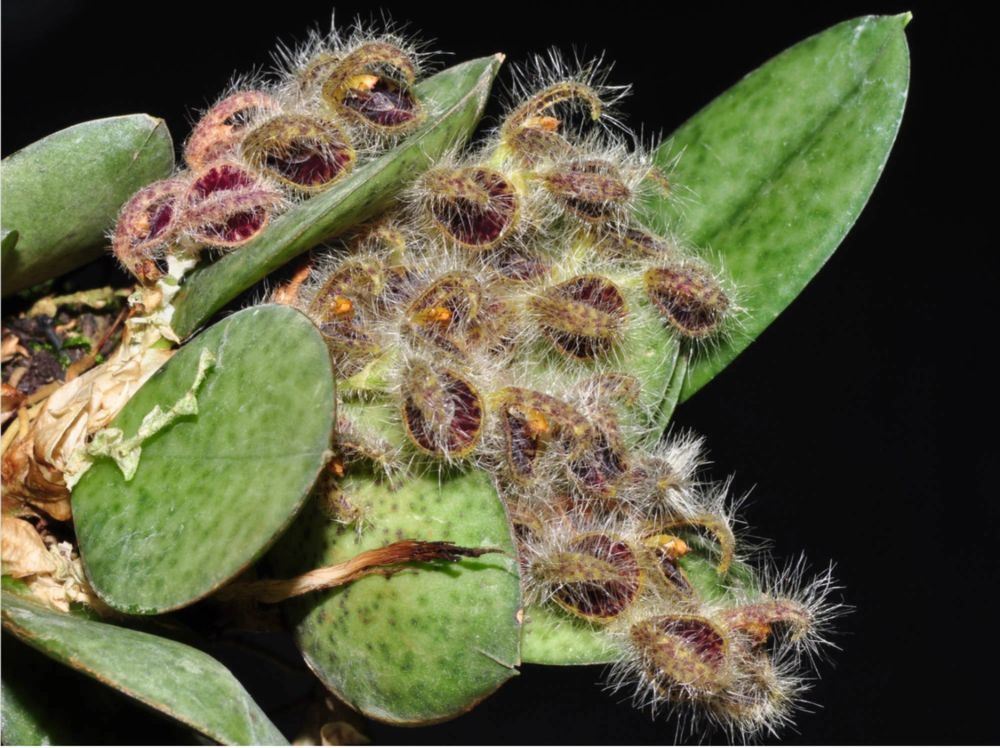 Мініатюрна орхідея Acianthera crinita