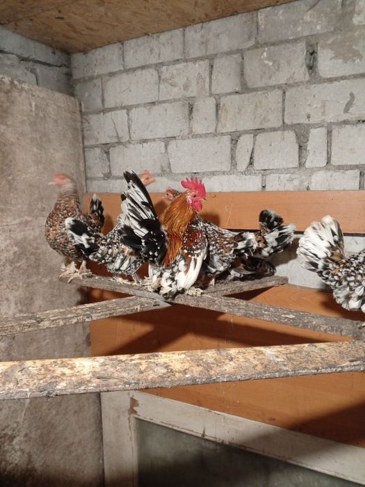 Курочки бентанки ситцеві молодняк