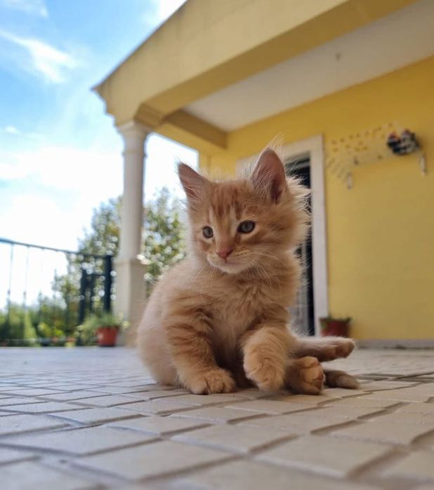Gatinhos para adoção responsável