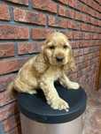 Cocker Spaniel Angielski-Rodowód