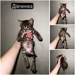 Віддамо кошенят в люблячі руки