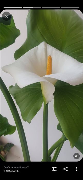 Кала біла велика