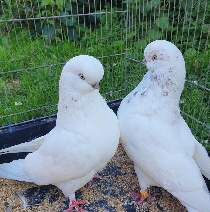 English long face angielski long faced angielski średniodzioby