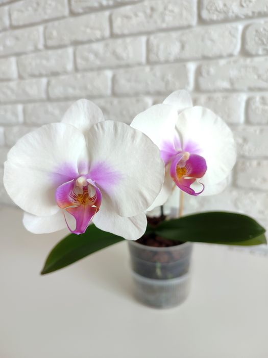 Орхідея Phal.Mountion