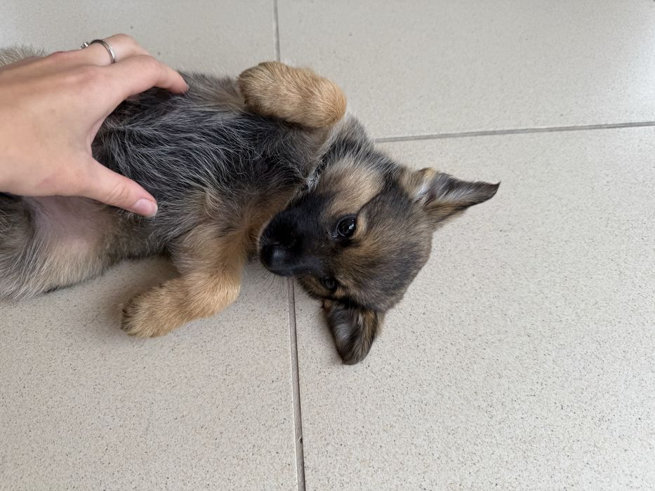 Віддам цуценя  в хороші руки