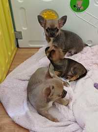 Chihuahua chłopiec piękny rodowód