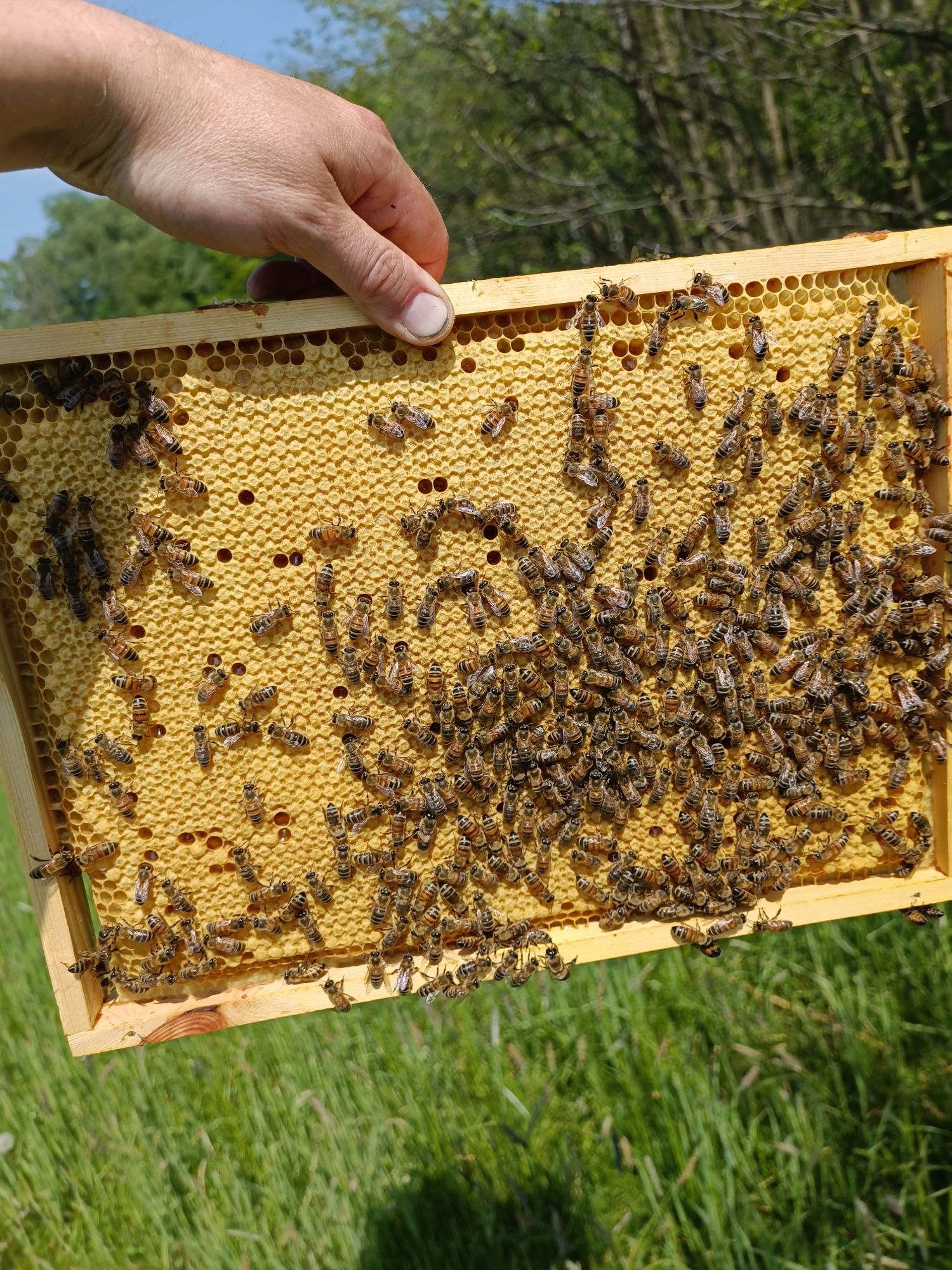 Pszczoły, odkłady pszczele