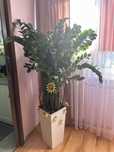 Zamioculcas 170cm