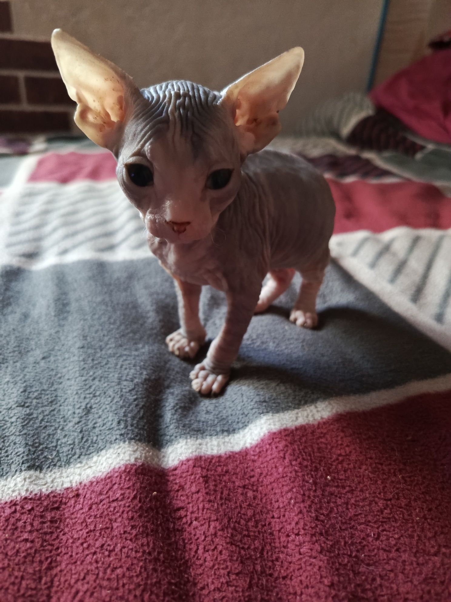 Донські кошенята