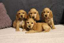 Śliczny cocker spaniel szczeniak