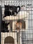 Do adopcji kocieta