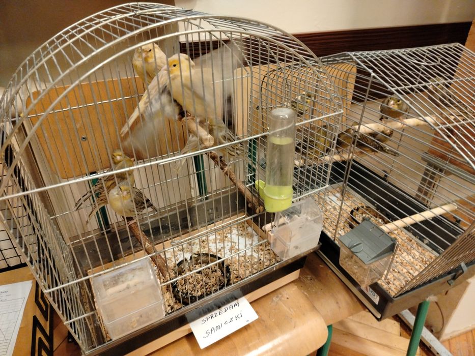 Kanarki samiczki i samce