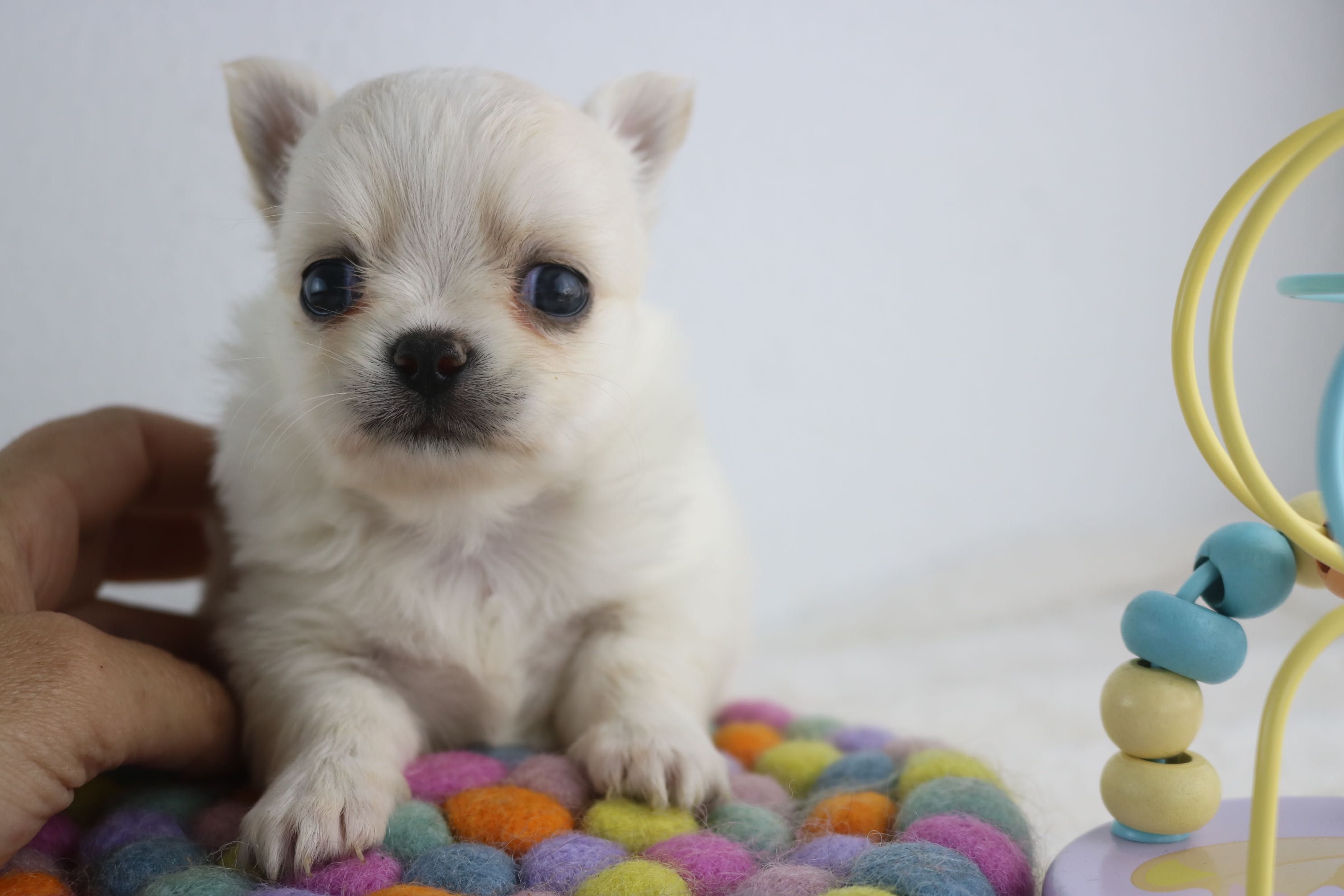 chihuahua femea pelo comprido maravilhosa mini