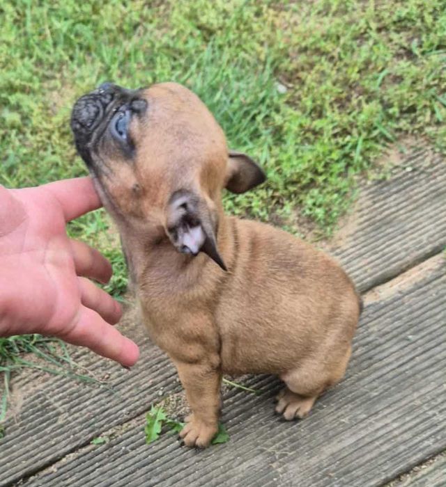 Buldog francuski suczka