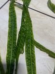 Roslina akwariowa cryptocoryna karbowana długość 80 cm