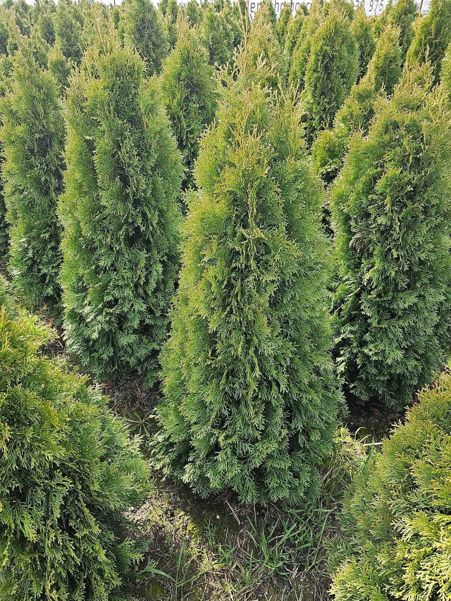 Thuja ( tuja)szmaragd  od 140 do 160 cm = 40 zł  – Warszawa