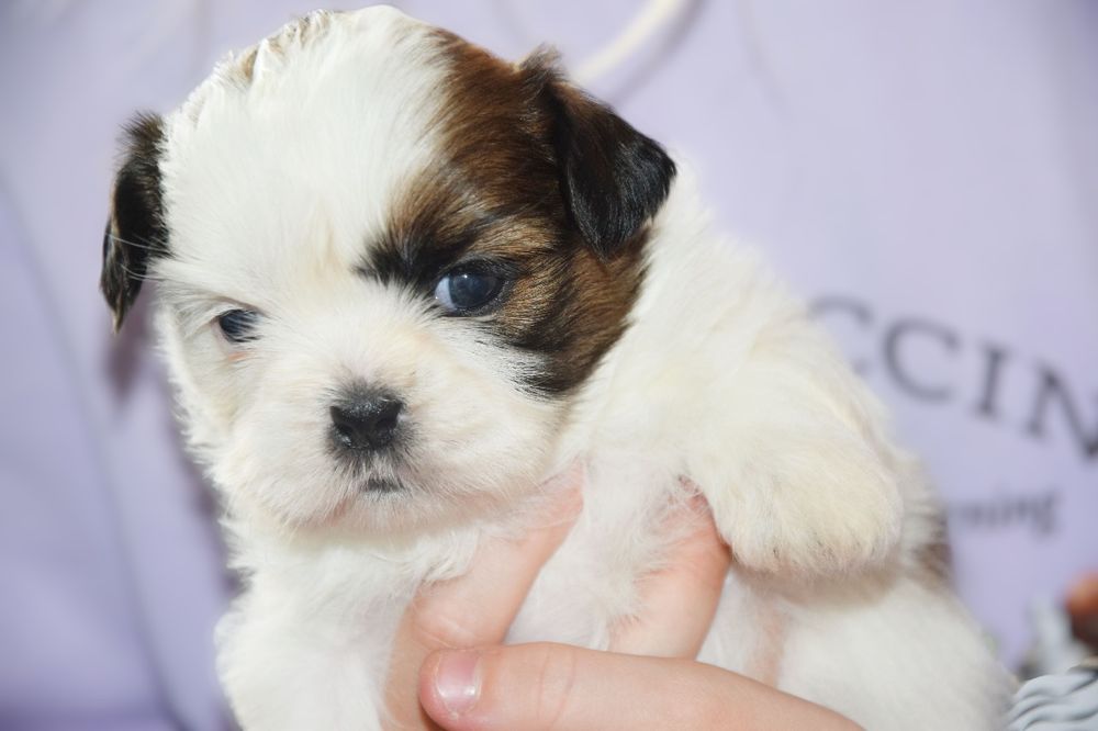 Elza Shih Tzu suczka rodowód UBEZPIECZENIE