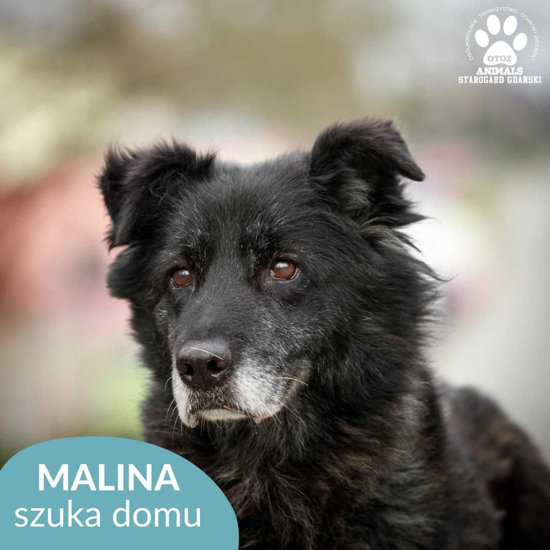 Kochana suczka Malinka szuka domu