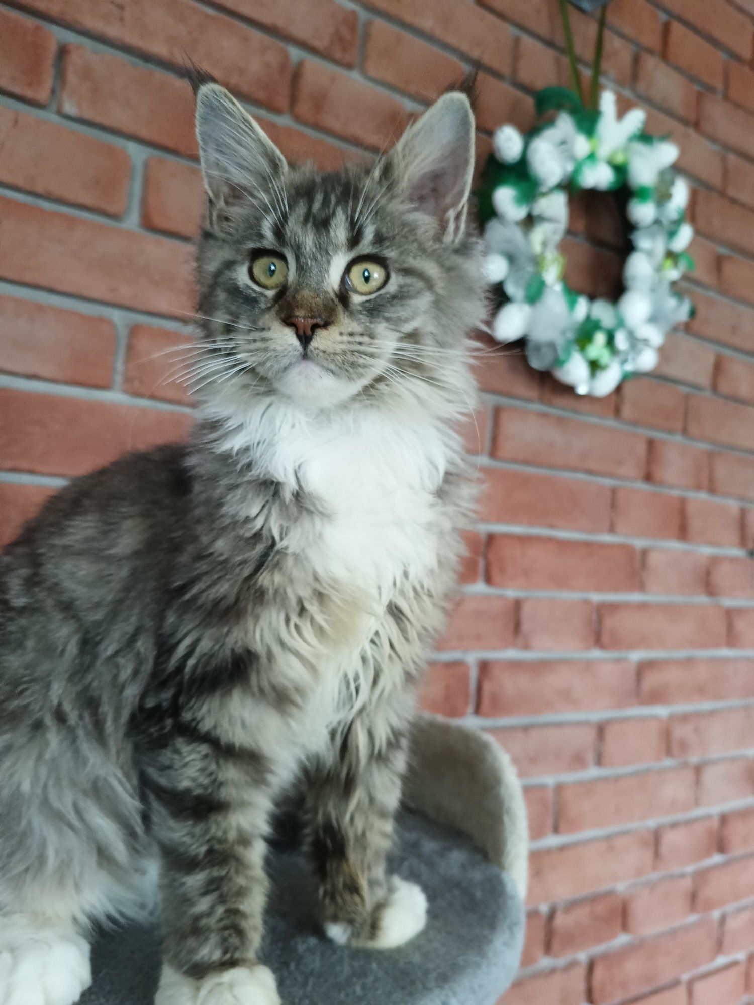 Piękny kocurek Maine Coon