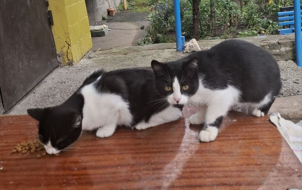 Кошенята / хлопчик 2 /