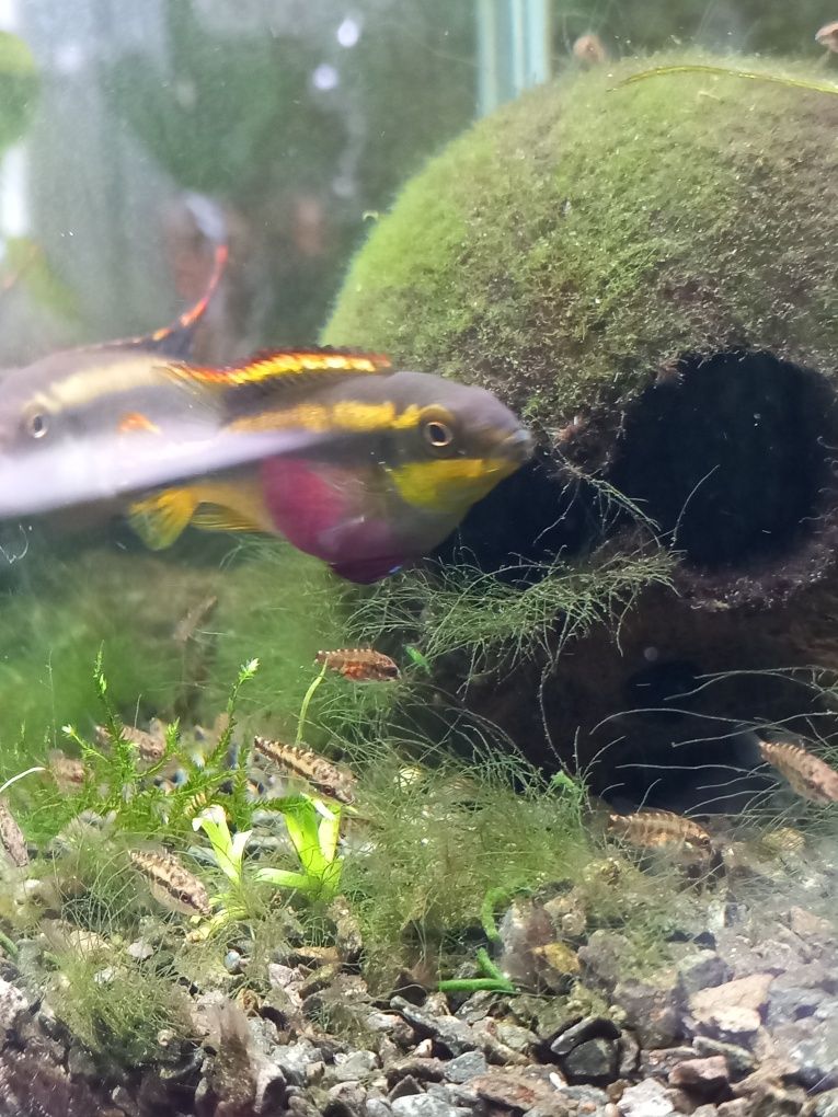 Barwniaki czerwonobrzuche