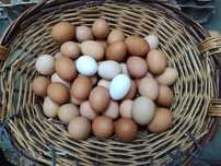 Ovos galinha para consumo