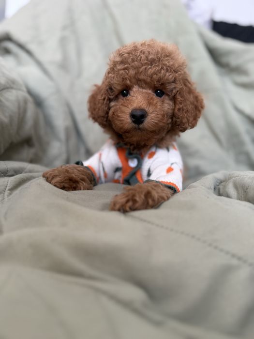 Pudel mini szczeniak chlopiec