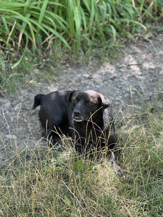 Шукаємо найкращу сімʼю для Жучка! Безкоштовно віддамо!